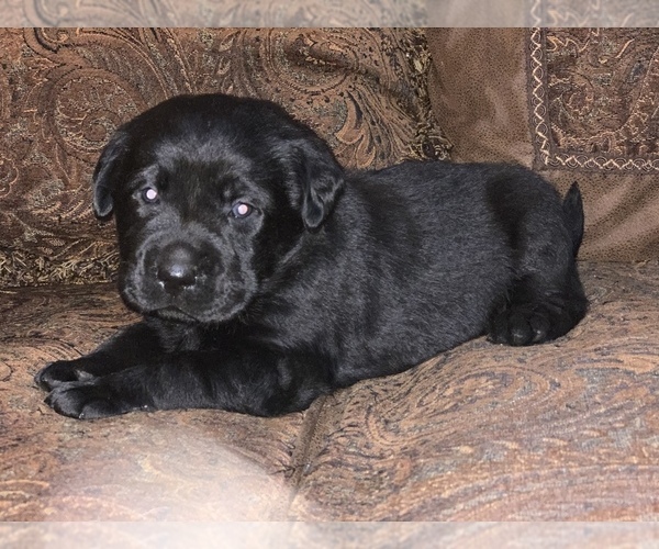Medium Photo #3 Labrador Retriever Puppy For Sale in SOUTHMONT, NC, USA