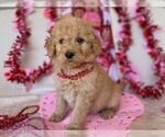 Puppy 4 Goldendoodle (Miniature)