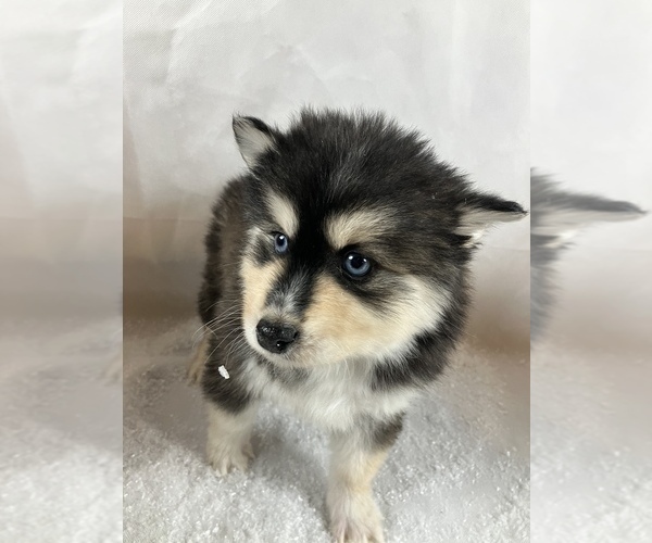 Medium Photo #3 Pomsky Puppy For Sale in TAMPICO, IL, USA