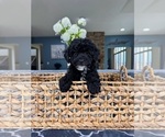 Small Photo #3 Poodle (Miniature) Puppy For Sale in GREENFIELD, IN, USA