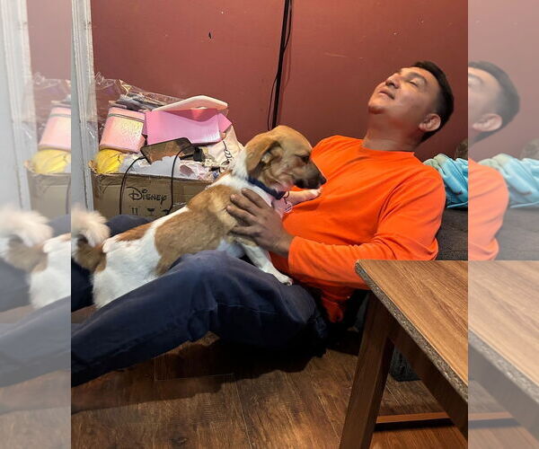 Medium Photo #5 Beagle-Unknown Mix Puppy For Sale in Arlington, VA, USA