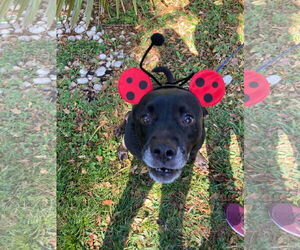 Sadie - Female Labrador Retriever-Unknown Mix Dog for Adoption - Photo #34