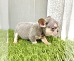 Small Photo #29 French Bulldog Puppy For Sale in COLUMBUS, OH, USA