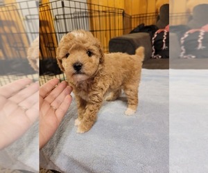 Poodle (Miniature) Puppy for sale in SALEM, MO, USA