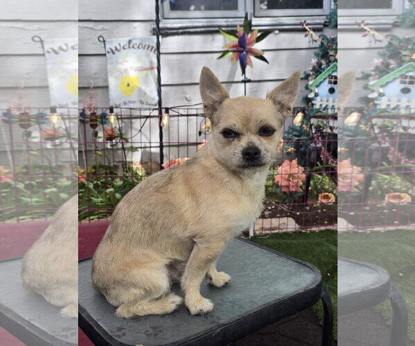 Medium Photo #1 Mutt Puppy For Sale in Sandy, UT, USA