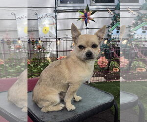 Mutt Dogs for adoption in Sandy, UT, USA