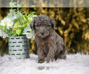 Medium Poodle (Standard)
