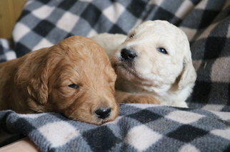 Goldendoodle Puppy for sale in DALLAS, WI, USA