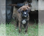 Puppy Puppy 3 Boxer