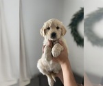 Small Photo #9 Golden Retriever Puppy For Sale in BELLEVUE, WA, USA