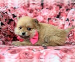 Small Photo #4 Pomeranian Puppy For Sale in CHRISTIANA, PA, USA