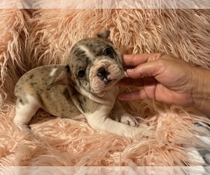 French Bulldog Puppy for sale in BOSTON, MA, USA