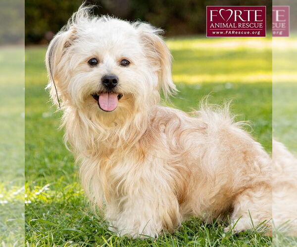 Medium Photo #1 Havanese-Unknown Mix Puppy For Sale in Marina del Rey, CA, USA