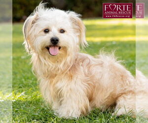 Havanese-Unknown Mix Dogs for adoption in Marina del Rey, CA, USA