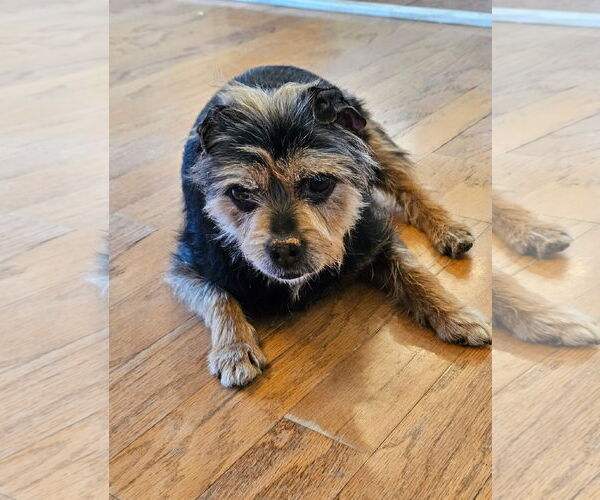 Medium Photo #5 Mutt Puppy For Sale in Arlington, VA, USA