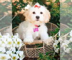 Small #1 Shih Tzu