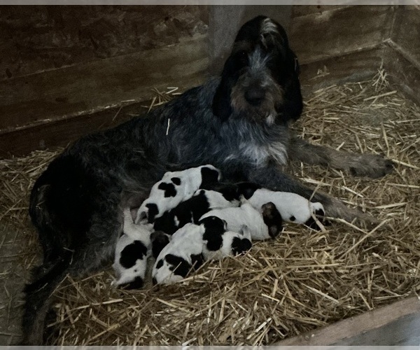 Medium Photo #3 Blue Gascony Griffon Puppy For Sale in ESMOND, IL, USA