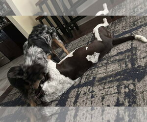 Willa Mae- Super kid friendly - Female German Shorthaired Pointer-Unknown Mix Dog for Adoption - Photo #2