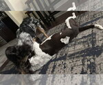 Small Photo #2 German Shorthaired Pointer-Unknown Mix Puppy For Sale in Oakhurst, NJ, USA