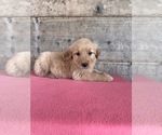 Small #8 Golden Retriever