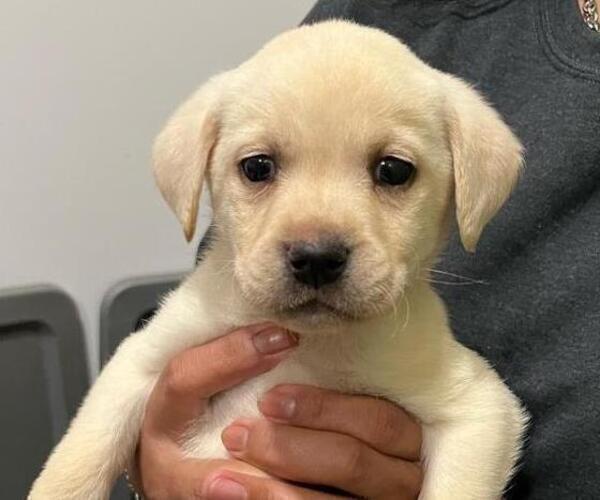 Medium Photo #1 Labrador Retriever Puppy For Sale in RIVERVIEW, FL, USA