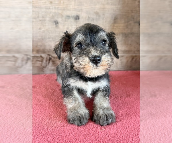 Medium Photo #15 Schnauzer (Miniature) Puppy For Sale in VERMONTVILLE, MI, USA