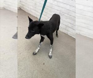 Mutt Dogs for adoption in San Bernardino, CA, USA
