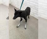 Small Mutt