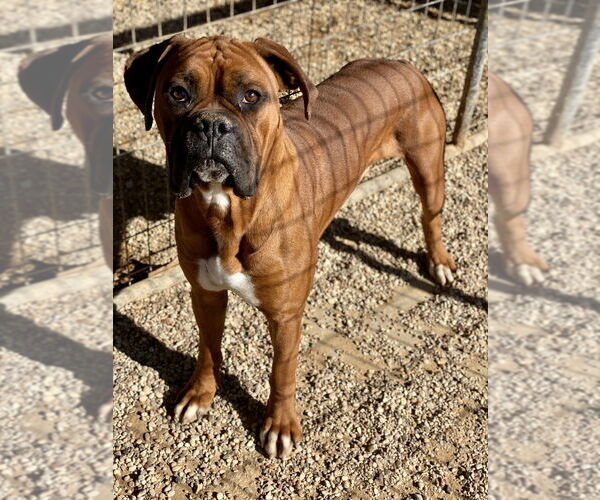 Medium Photo #2 Boxer Puppy For Sale in Austin, TX, USA