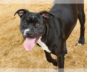 American Pit Bull Terrier Dogs for adoption in Tallahassee, FL, USA