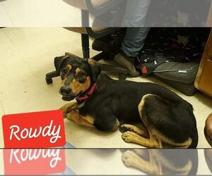 ROWDY - COMING SOON! - Male Treeing Walker Coonhound-Unknown Mix Dog for Adoption - Photo #3