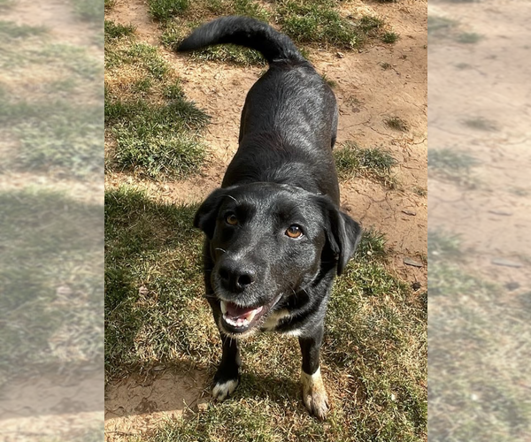 Medium Photo #3 Retriever -Unknown Mix Puppy For Sale in Decatur, GA, USA