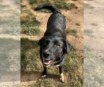 Small #2 Retriever  Mix