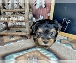 Small #20 Yorkshire Terrier