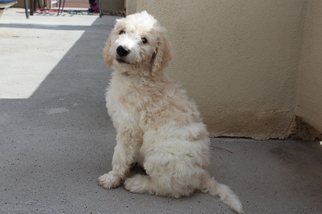 Goldendoodle Puppy for sale in GLENDALE, AZ, USA