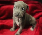 Small #1 American Pit Bull Terrier