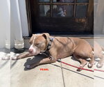 Small #1 Staffordshire Bull Terrier Mix