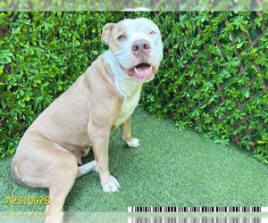 American Pit Bull Terrier Dogs for adoption in West Palm Beach, FL, USA