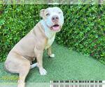 Small American Pit Bull Terrier