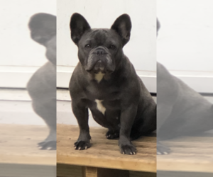 Mother of the French Bulldog puppies born on 02/23/2019