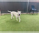 Small #3 American Staffordshire Terrier Mix