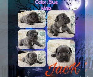French Bulldog Puppy for sale in SAULT SAINTE MARIE, MI, USA
