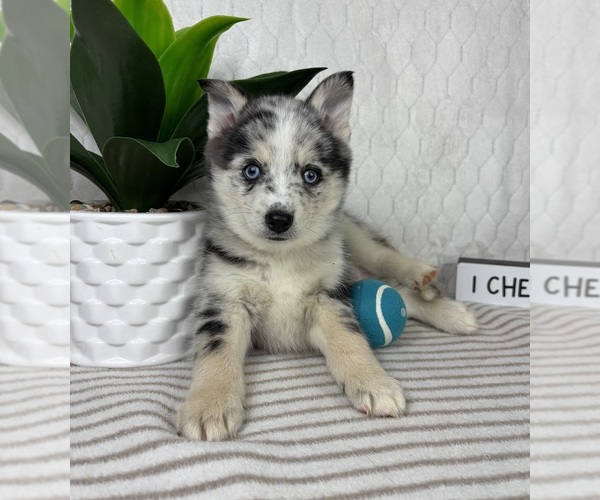 Medium Photo #2 Pomsky Puppy For Sale in GREENFIELD, IN, USA