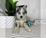 Small #1 Pomsky