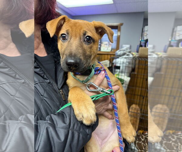 Medium Photo #2 German Shepherd Dog Puppy For Sale in GILBERTS, IL, USA