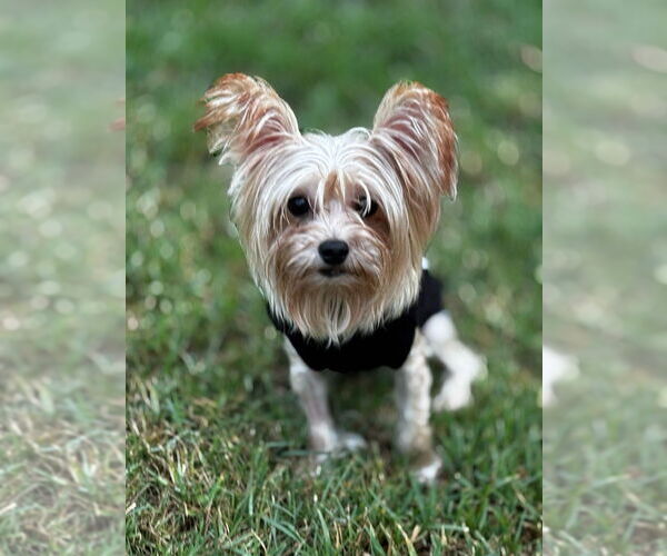 Medium Photo #2 Papillon-Unknown Mix Puppy For Sale in Dana Point, CA, USA