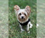Small #1 Papillon Mix