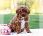 Small #2 Cavapoo (Miniature)