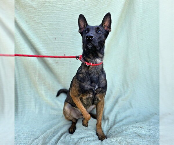 Medium Photo #2 Mutt Puppy For Sale in Long Beach, CA, USA