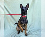 Small #1 Mutt